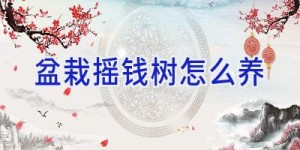 盆栽摇钱树怎么养