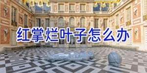 红掌烂叶子怎么办