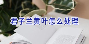 君子兰黄叶怎么处理