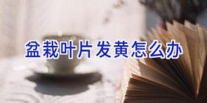 盆栽叶片发黄怎么办