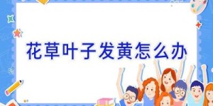 花草叶子发黄怎么办