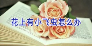 花上有小飞虫怎么办