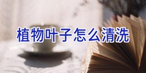 植物叶子怎么清洗