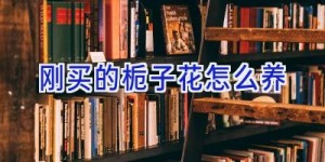 刚买的栀子花怎么养