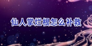 仙人掌烂根怎么补救