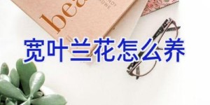 宽叶兰花怎么养