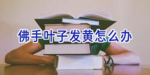 佛手叶子发黄怎么办