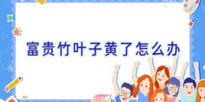 富贵竹叶子黄了怎么办