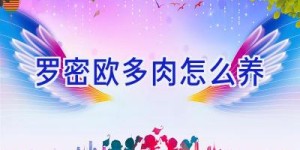 罗密欧多肉怎么养