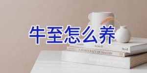 牛至怎么养