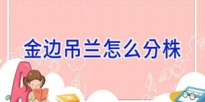 金边吊兰怎么分株