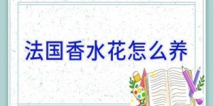 法国香水花怎么养