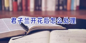 君子兰开花后怎么处理