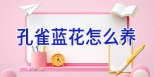 孔雀蓝花怎么养