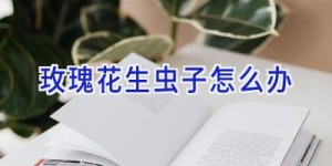 玫瑰花生虫子怎么办