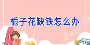 栀子花缺铁怎么办