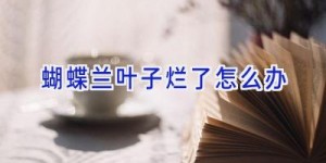 蝴蝶兰叶子烂了怎么办