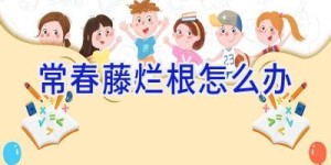 常春藤烂根怎么办