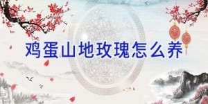 鸡蛋山地玫瑰怎么养