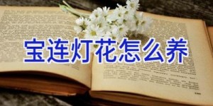 宝连灯花怎么养
