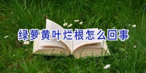 绿萝黄叶烂根怎么回事