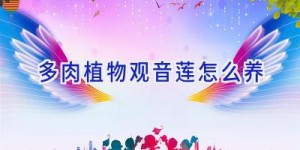 多肉植物观音莲怎么养