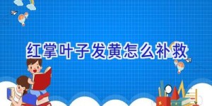 红掌叶子发黄怎么补救