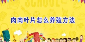 肉肉叶片怎么养殖方法