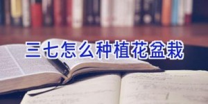 三七怎么种植花盆栽
