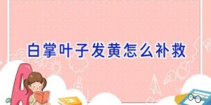 白掌叶子发黄怎么补救