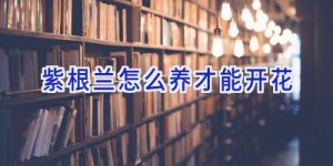 紫根兰怎么养才能开花