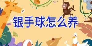 银手球怎么养