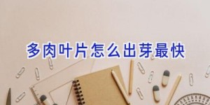 多肉叶片怎么出芽最快