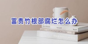 富贵竹根部腐烂怎么办