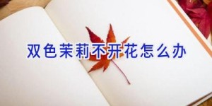 双色茉莉不开花怎么办