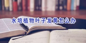 水培植物叶子发黄怎么办