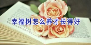 幸福树怎么养才长得好