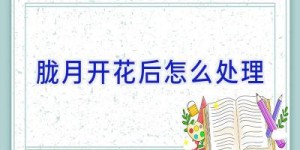 胧月开花后怎么处理
