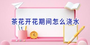 茶花开花期间怎么浇水