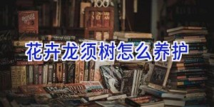 花卉龙须树怎么养护