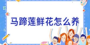 马蹄莲鲜花怎么养