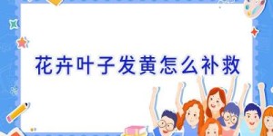 花卉叶子发黄怎么补救