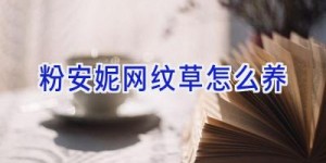 粉安妮网纹草怎么养