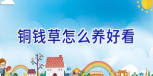 铜钱草怎么养好看