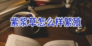 紫浆草怎么样繁殖