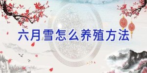 六月雪怎么养殖方法