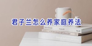 君子兰怎么养家庭养法