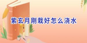 紫玄月刚栽好怎么浇水