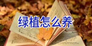 绿植怎么养