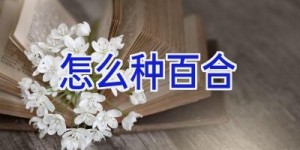 怎么种百合